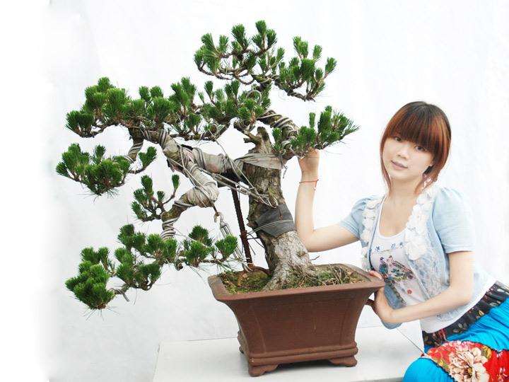 赏爱名贵的兰花、书卷气的盆景