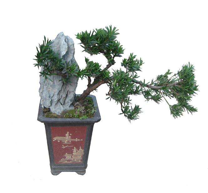 丰姿逸骨 俊彩星驰——品读陈再米的盆景