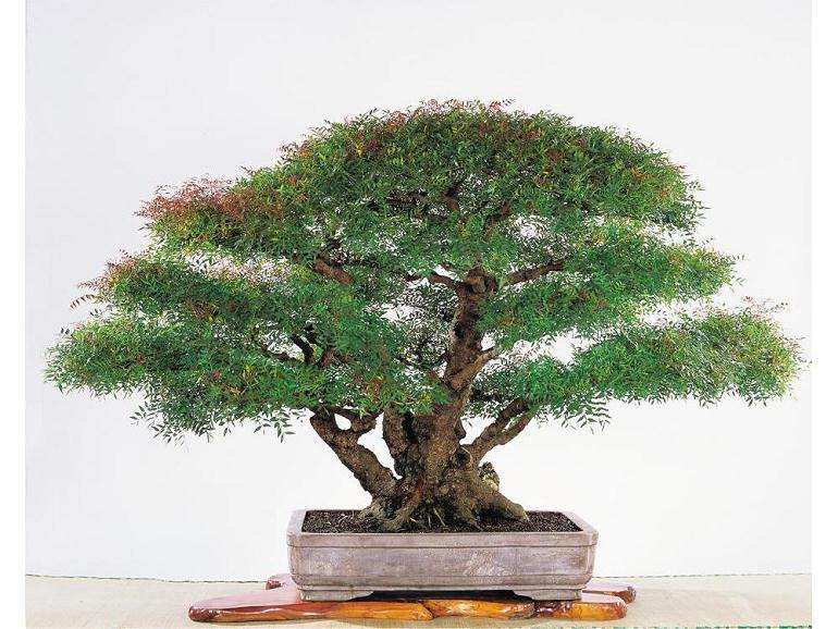 如果盆景卖不出去,那么就再次移植到泥土里