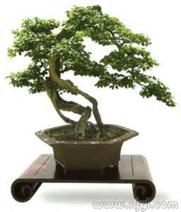 什么决定了黄连木作为盆景树种的观赏价值?