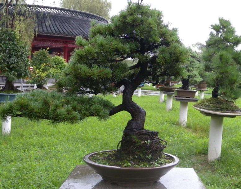 鄂北劲松极富创意的松柏盆景