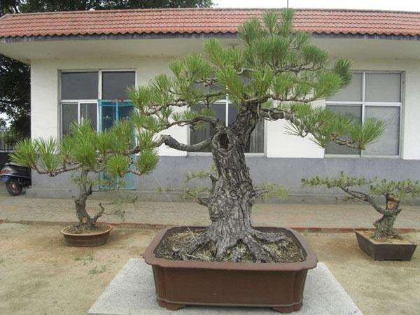 我每做完一盆盆景都要请第一个观众——老伴过目