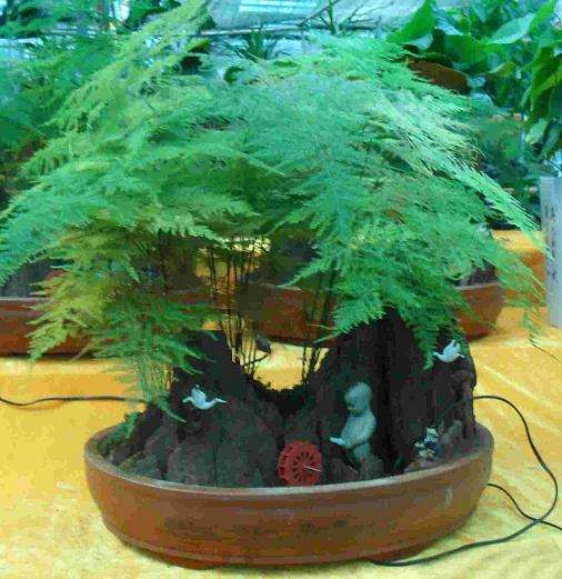 我该如何照顾从商场买来的盆景?