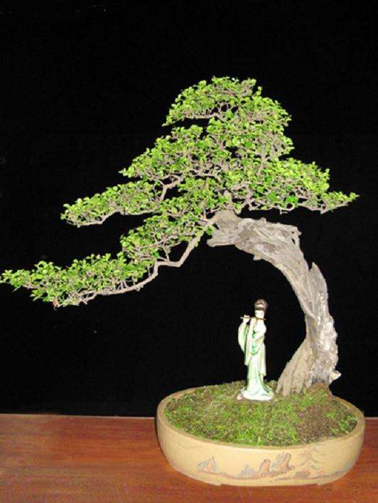 我应该在哪里放置我的户外盆景?