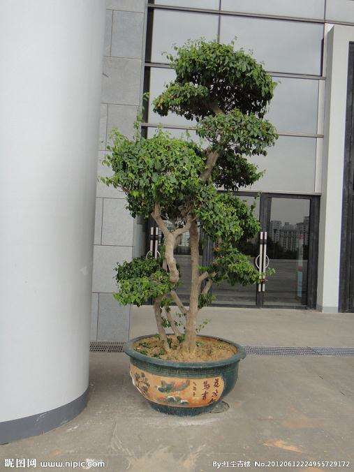 我可以发挥我的室外盆景里面吗