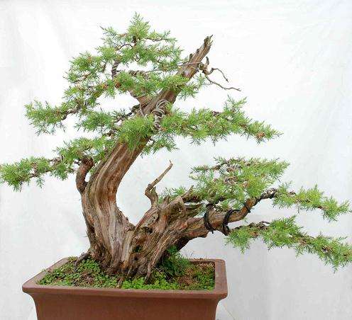 论盆景学习方法(上)