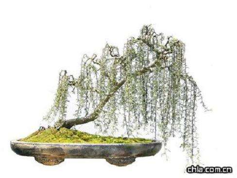 突出个性形神兼备—赏胡平春先生的盆景