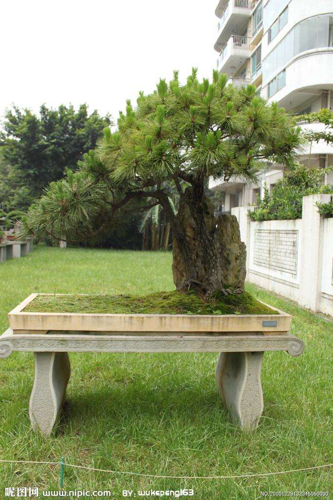 岭南盆景《锦松》小析