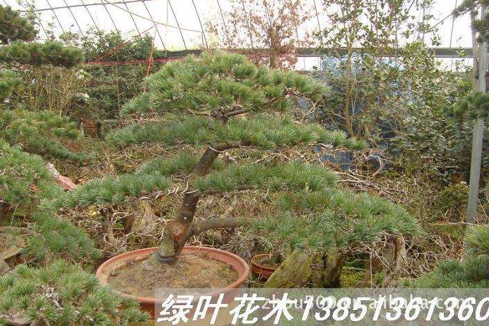 尚简与尚意相统一——赏评盆景作品《一览众山小》