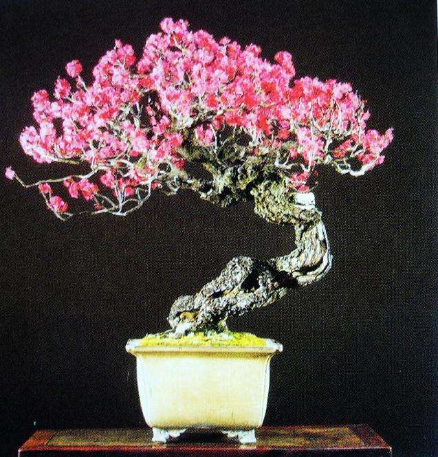 《花木盆景》求新求精的展示