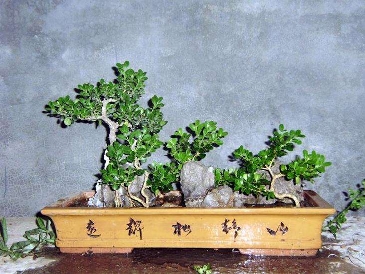 浅谈宋念祖的盆景艺术