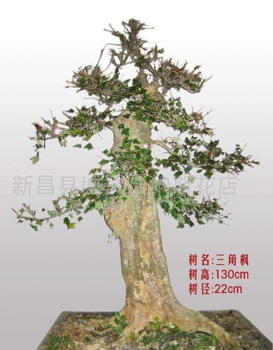 武汉市“断琴坡盆景艺术沙龙”成立大会发言稿