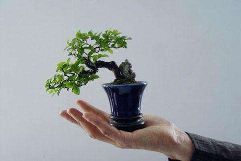 也谈关于盆景的定义问题