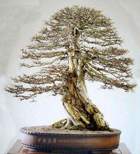 盆景是用活的材料做成的艺术品