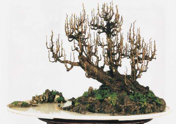 续发贺淦荪大师的《论动势盆景》