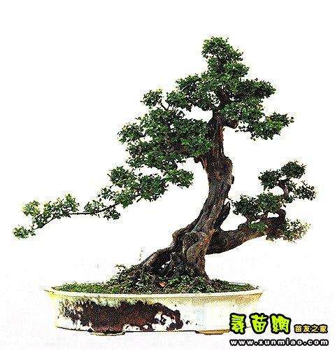 评张夷的盆景创作新意