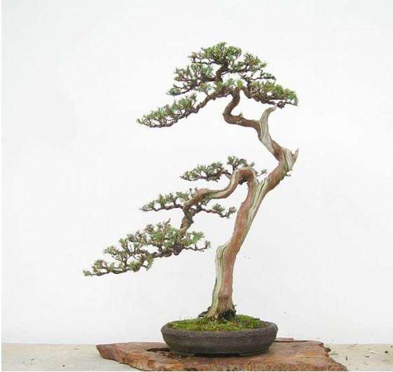 我对玩盆景还有害怕的感觉