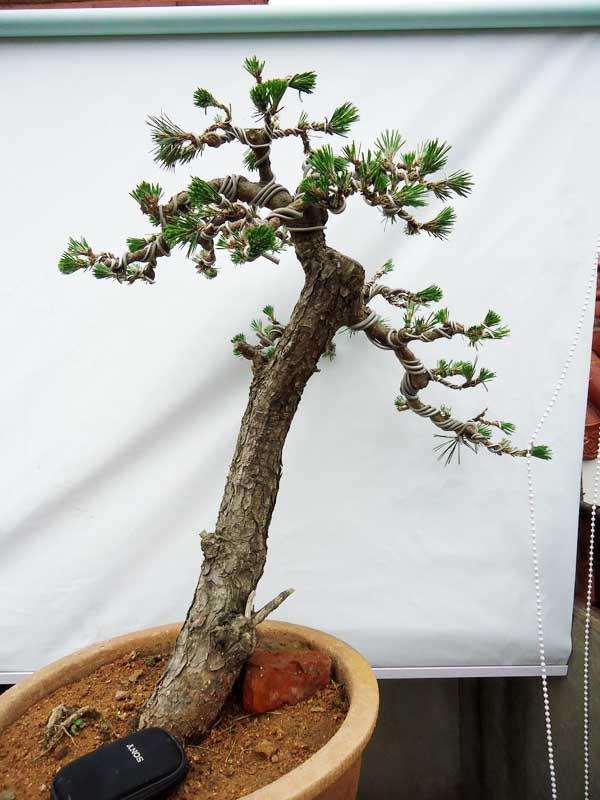 好盆景是高档的艺术品 非一日之工可成