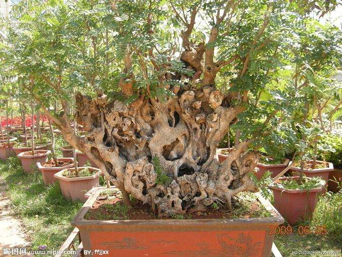 以前盆景界有一种非常不好的倾向 就是盆景越做越大