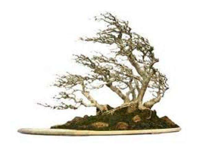 动势盆景造型要领