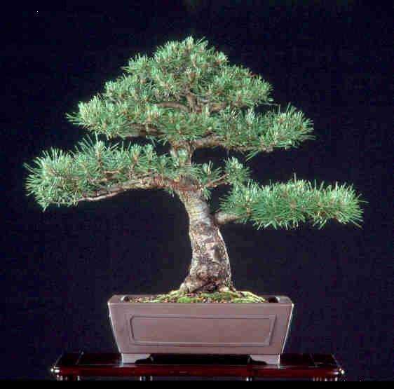 盆景著作权小议