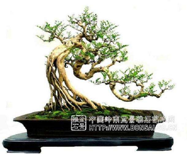 什么叫盆景?请谁解释解释