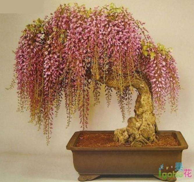 盆景创作的民族性的个人理解