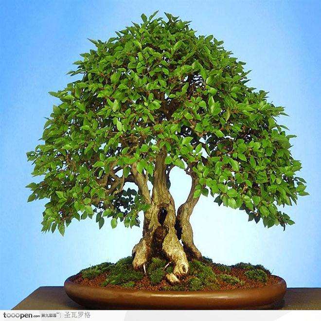 我为什么喜欢盆景?