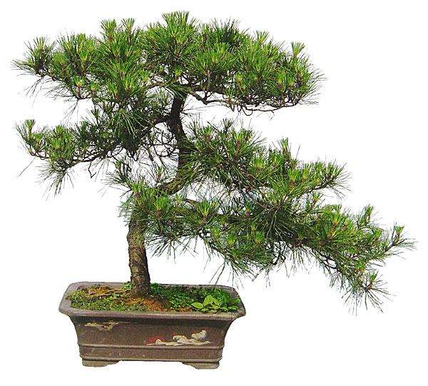 盆景中的选用植物