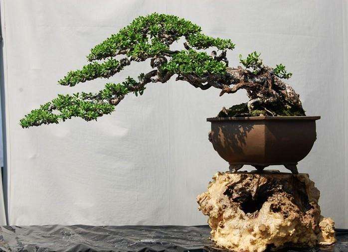 各种盆景类型定义和内容界定