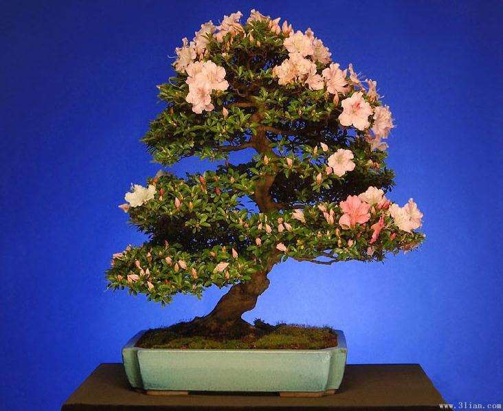 春花秋实色香俱全—赏王林的木瓜盆景