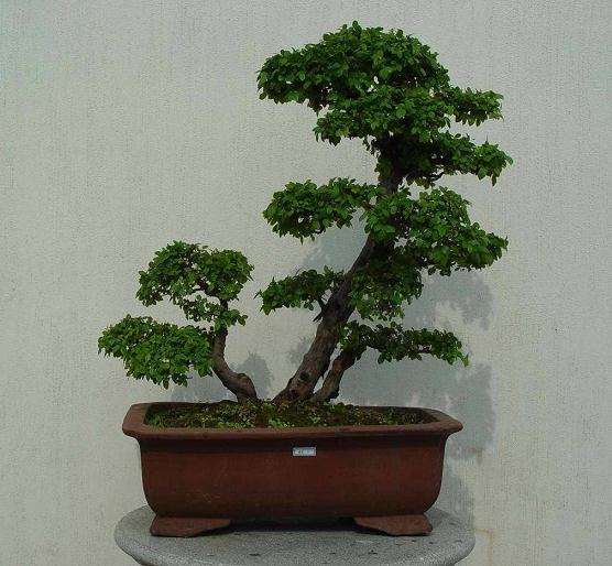 动势盆景造型的美学原理