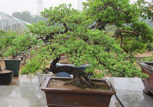 玩盆景需要有点自知之明