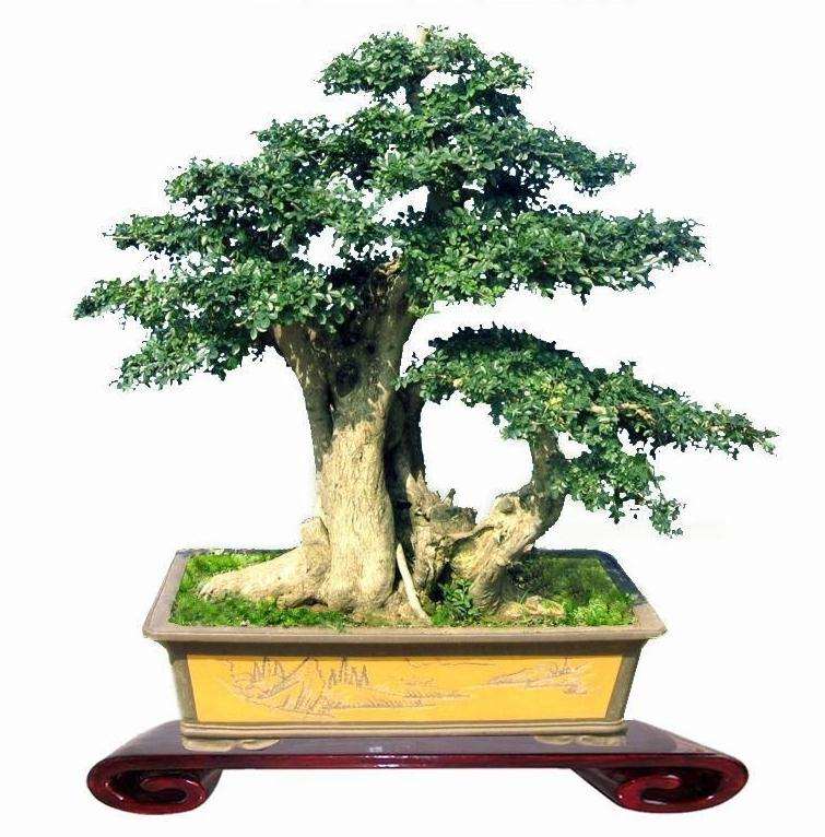 热爱盆景 别攻击日本盆栽