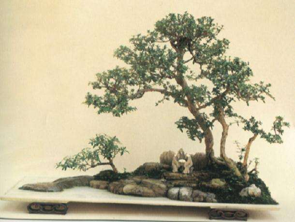 朋友!您喜爱盆景吗?