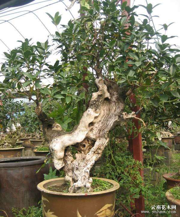 盆景中的“师法自然高于自然”如何理解?