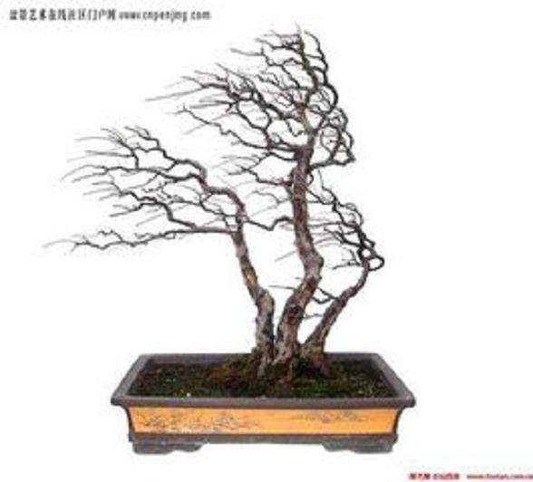 &ldquo;动势盆景&rdquo;美学范畴诠释（湖北盆景研究二期）