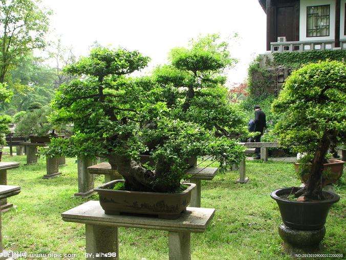 个人认为盆景就是艺术而不仅是树