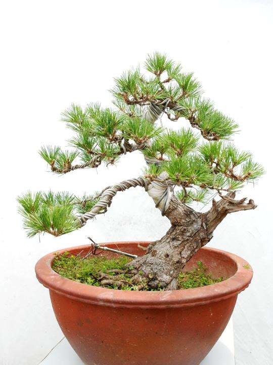 用审美的眼光和精巧的技艺塑造盆景