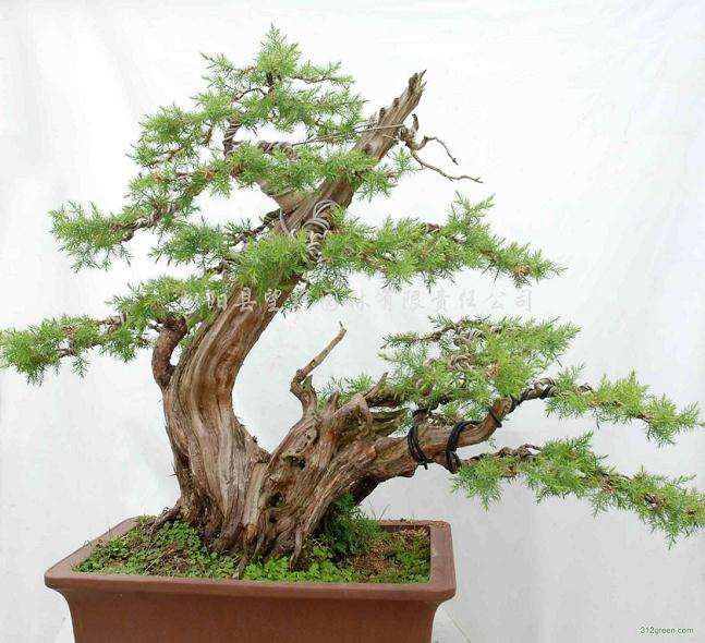 好的桩材不代表好盆景