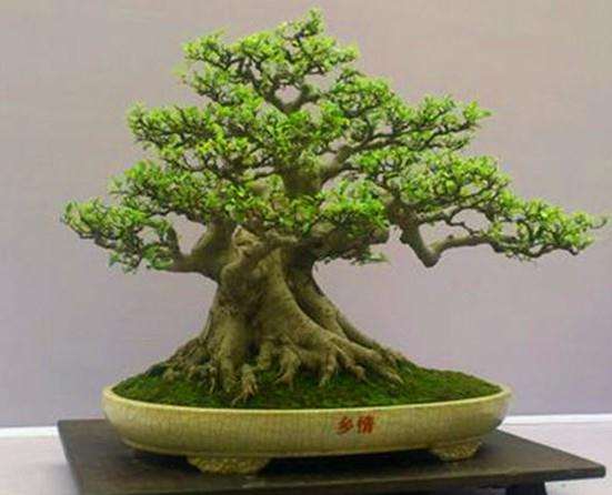 盆景界的怪现象