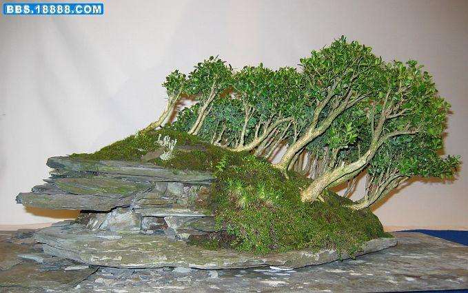 大力倡导对写意盆景的创作研究一文小议