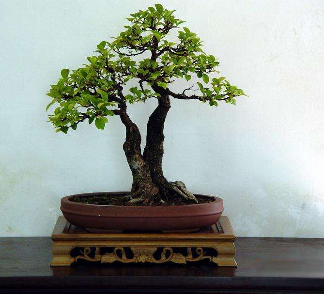 现在种植什么树有钱(前)途呢?