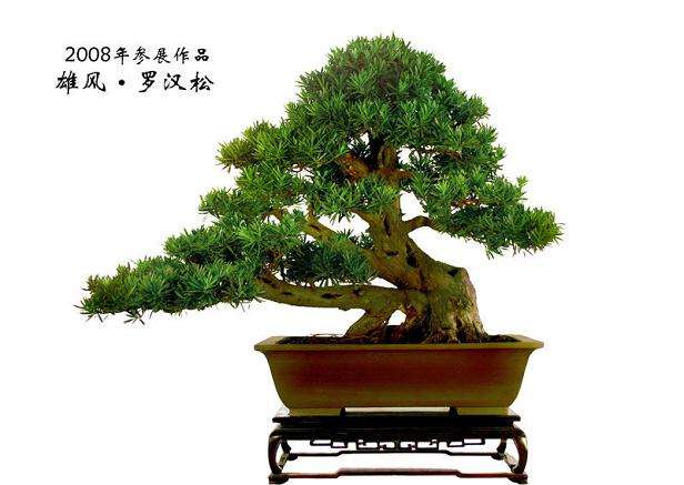 对罗汉松盆景的精心培育与呵护