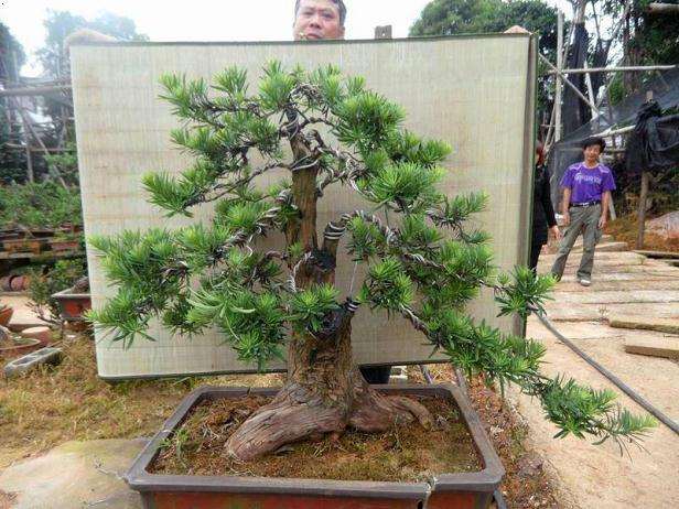 盆景艺术重要的是陶冶性情