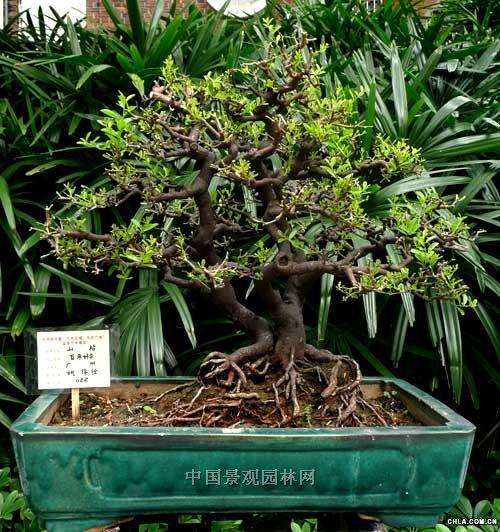 盆景算得上一个学科吗?