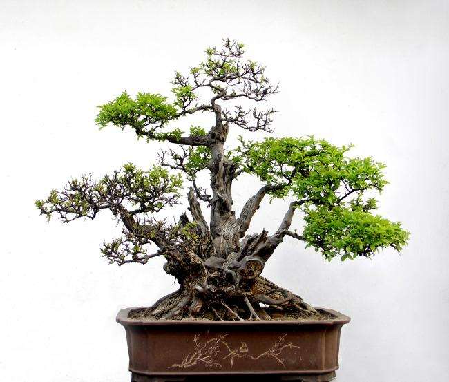 盆景动感的标志