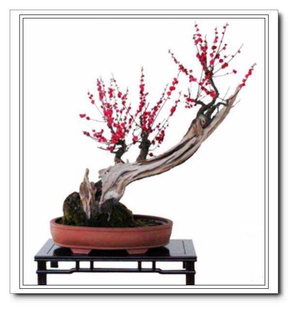 看富豪如何购买盆景名家作品?