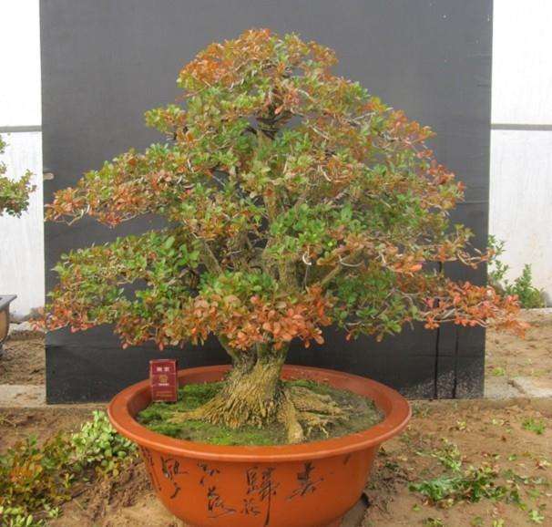 被快递耽误了半个月的盆景 竟然还能活?