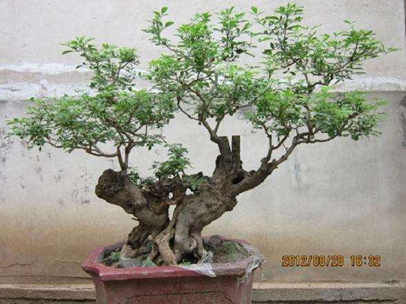 对“盆景源于自然”的看法 不必的争议